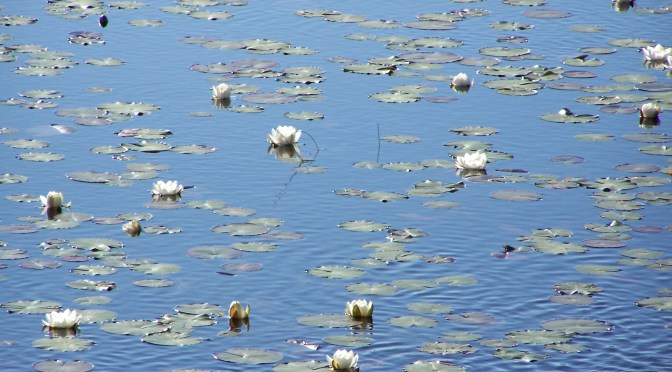 Vannliljer på Tjørnane