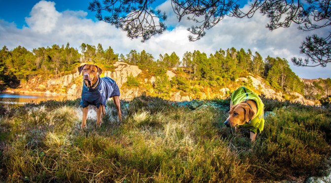 Rhodesian Ridgeback-lek