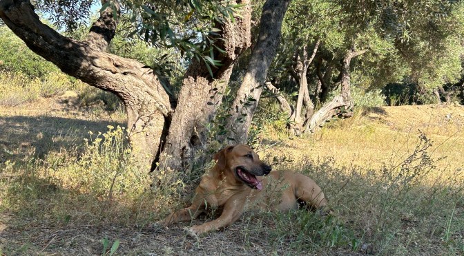 På eventyr med Lasse 2024 dag 8 – Fri i olivenlunden