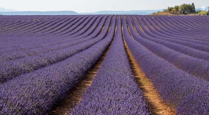 LAVENDEL I PROVENCE
